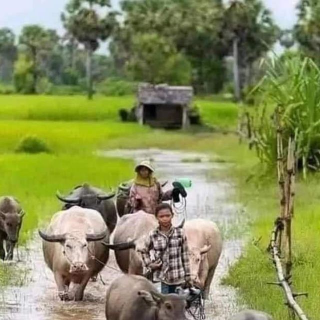 Bamboo Train Rice Field Killing Cave Bat Cave &Sun Set - Scenic Rice Field Views