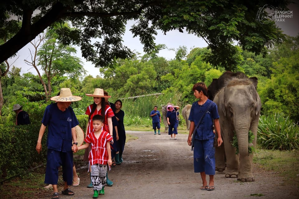 Bangkok Elephant Park: HD Elephant Experience (No Transfers) - Engaging With Elephants