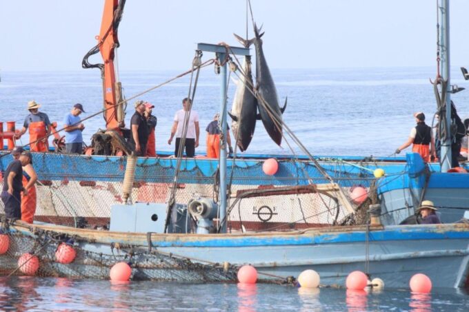 Barbate: Boat Tour to the Almadraba of Conil (Tuna Fishing) - Flexible Scheduling and Booking