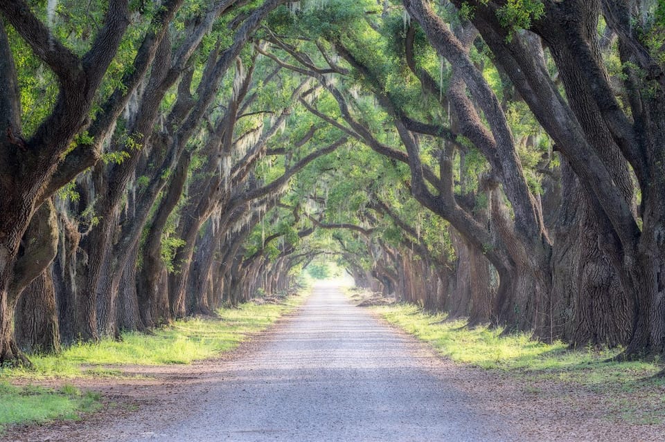 Bayous And Byways, Oak Alley Plantation And Kayak Swamp Tour - Participant Requirements