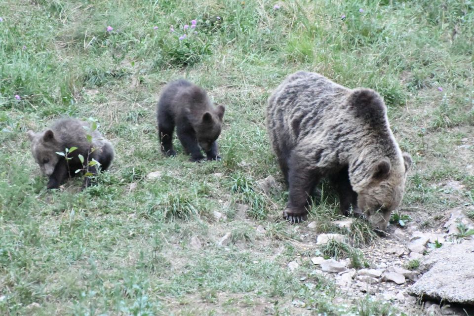 Bear Watching Slovenia With Ranger and Local Guide - Customer Experiences