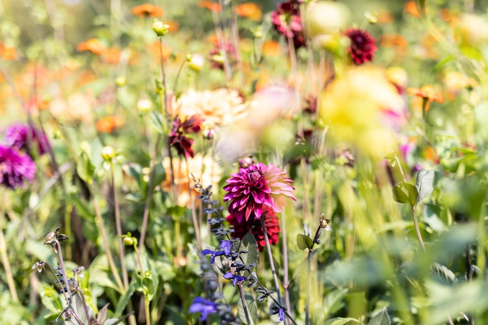 Berlin: Guided Tour Through Britzer Garten - Dahlia Diversity and Abundance