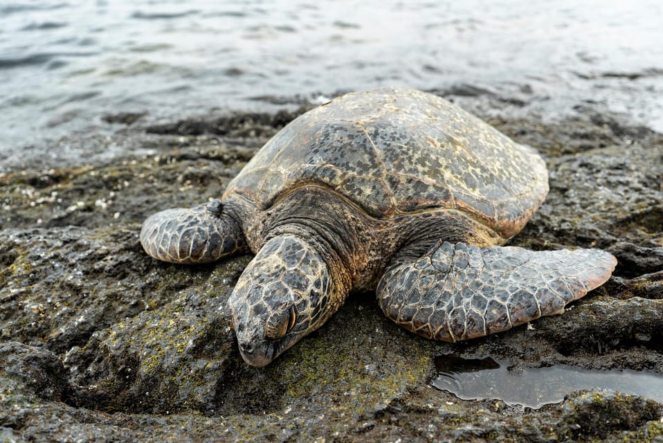 Big Island: Hawaii Volcanoes National Park and Hilo Tour - Inclusions and Amenities