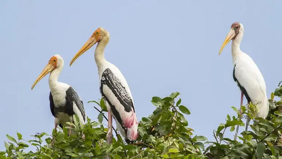 Bird Watching at Prek Toal Tonlé Sap Lake Biosphere Reserve - Local Flora and Fauna