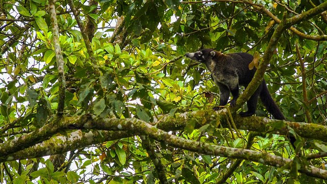 Bird Watching Near the Arenal Volcano - Included Amenities