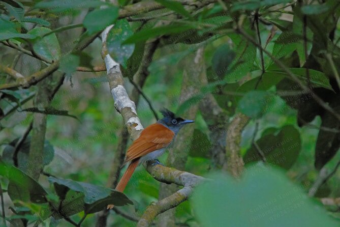 Bird Watching Tours in Sinharaja Rain Forest - Customer Experiences