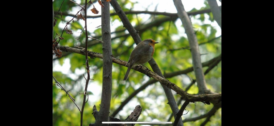 Birdwatching per Rickshaw - Meeting Point and Pickup