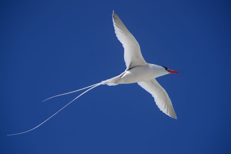 Boa Vista: Bird Watch Expedition in Natural Environment - 4x4 Jeep Ride