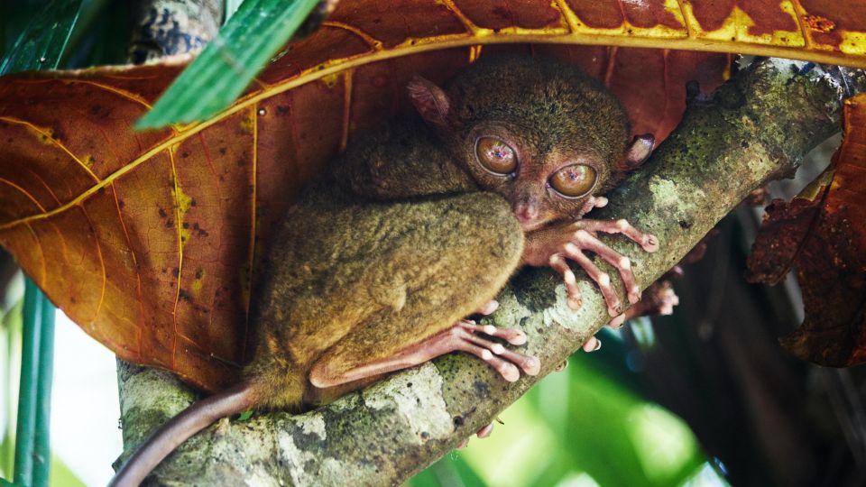 Bohol Countryside Private Tour From Cebu City - Encounter Tarsier Sanctuary