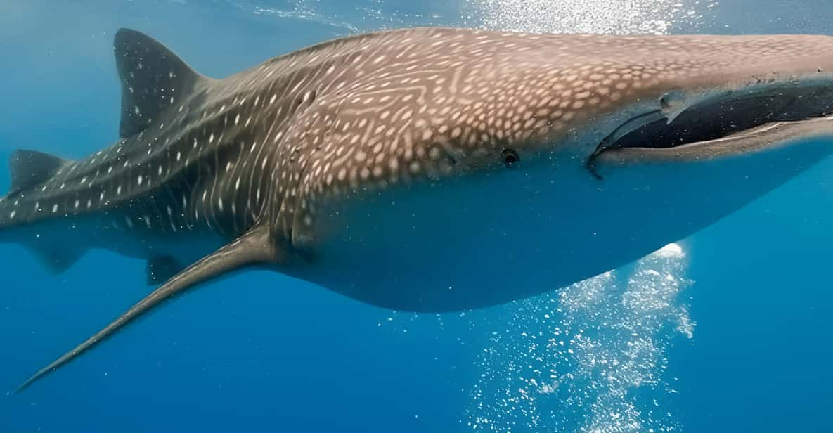 Bohol: Lila Whale Shark Watching - Traveler Feedback