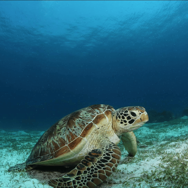 Bohol: Pamilacan Island Fun Dive Experience! - Why Choose the Fun Dive Experience?