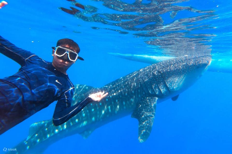 Bohol Whaleshark Experience - Customer Ratings and Reviews