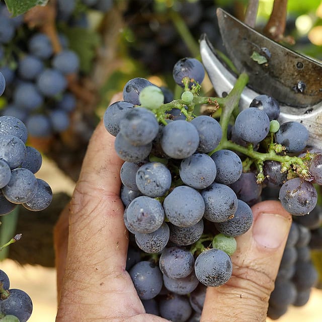 Bolgheri: Vertical Wine-Tasting at Terre Del Marchesato - Itinerary Subject to Change