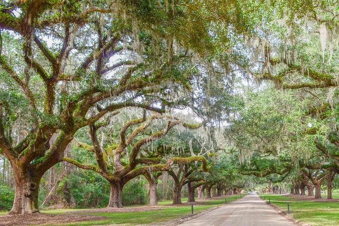 Boone Hall Plantation All-Access Admission Ticket - Reviews and Ratings