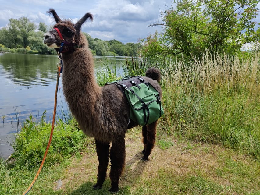 Braunschweig: Alpaca Trekking Tour - Scenic Trail and Views