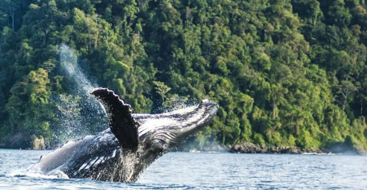 Buenaventura: Pacific Coast Whale Watching Tour - Tips for an Enjoyable Experience