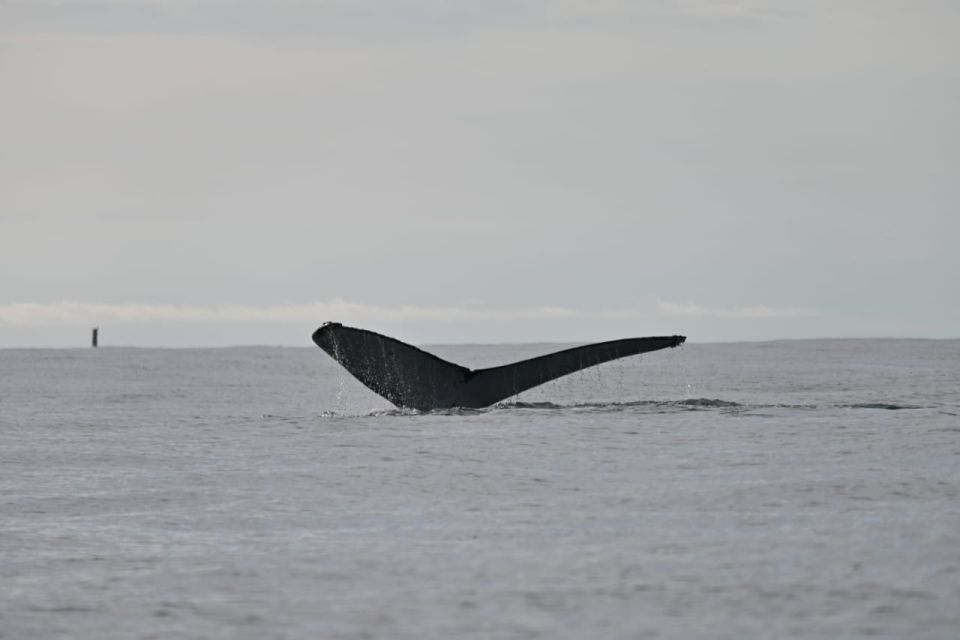 Buenaventura: Whale Watching Trip With Overnight Stay - Related Activities and Options