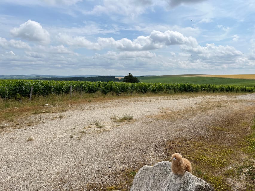 Burgundy-Chablis Wine & Cheese Tasting Private Trip 15 Glass - Chablis Wine Tastings