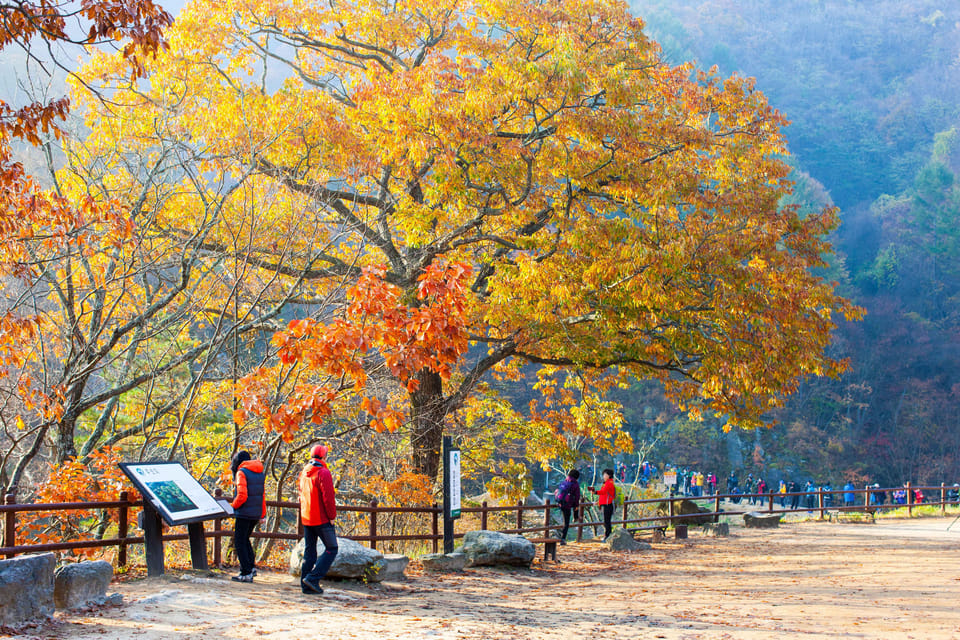 Busan: Mt. Jiri or Juwangsan National Park Fall Colors Tour - Meeting Points