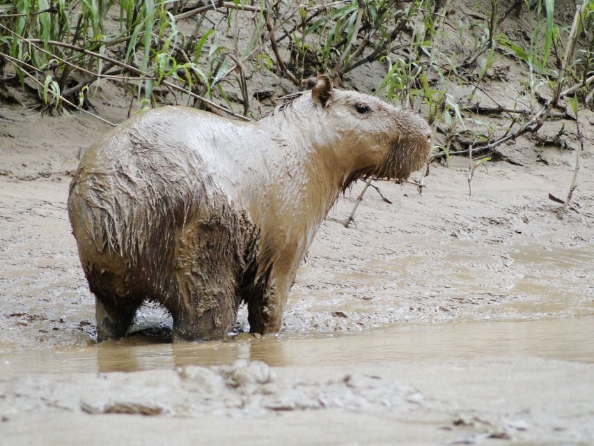 Caimans and Capybaras Search on the Tambopata River - Important Considerations