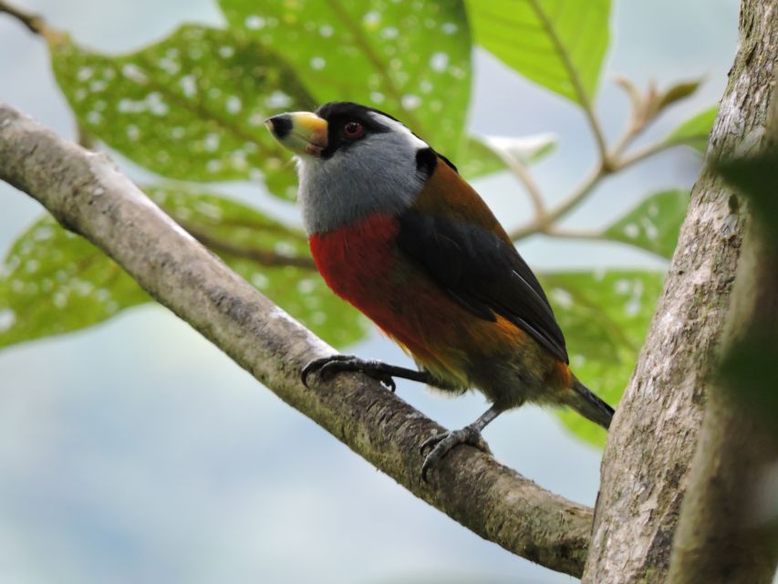 Cali: Bird Watching in The San Antonio Fog Forest - Location and Accessibility