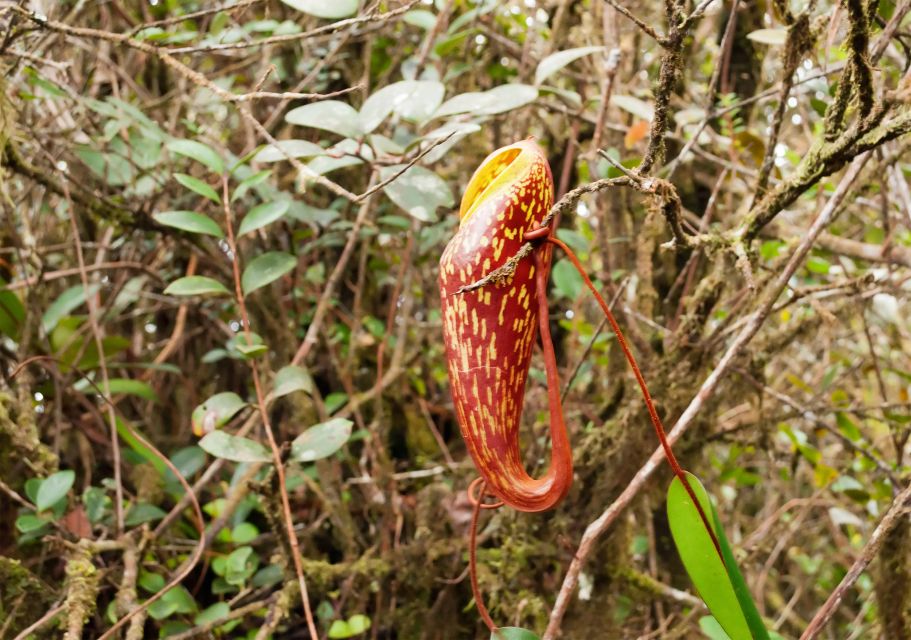 Cameron Highlands 1 Day Tour From Kuala Lumpur - Booking Information