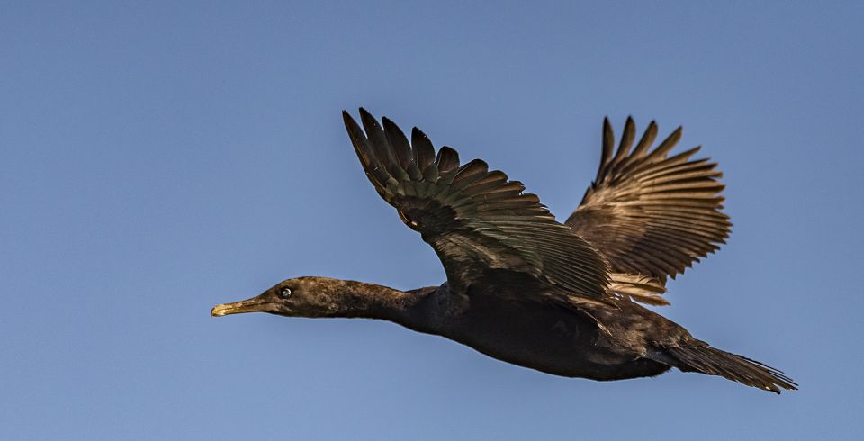 Cape Town: Marine Wildlife Tour From the V&A Waterfront - Tour Restrictions and Meeting Point