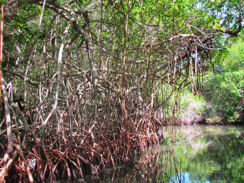 Cartagena: Rosario Island and Mangroves Private Day Trip - Snorkeling Opportunities