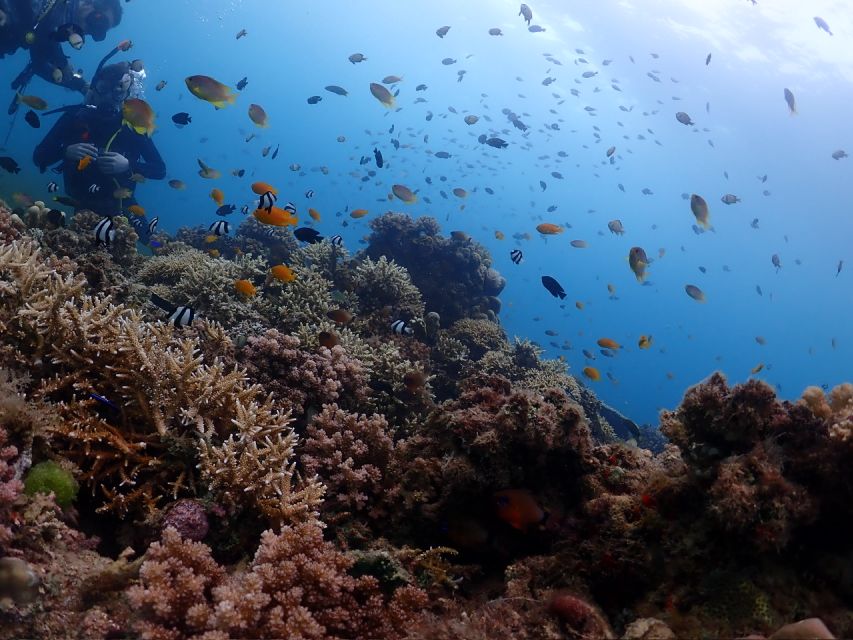 Cebu Mactan:Scuba Diving Experience Beach 1or2 Dive. - Instructor Qualifications