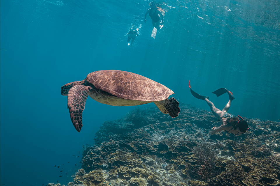 Cebu: Moalboal Sardine Run, Turtles & Oslob Whale Shark Tour - Frequently Asked Questions