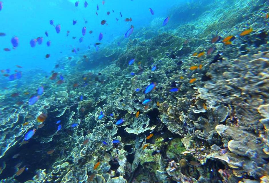 Cebu: Moalboal Sardine Snorkel and Kawasan Canyoneering Tour - Exploring Moalboals Sardine Snorkel