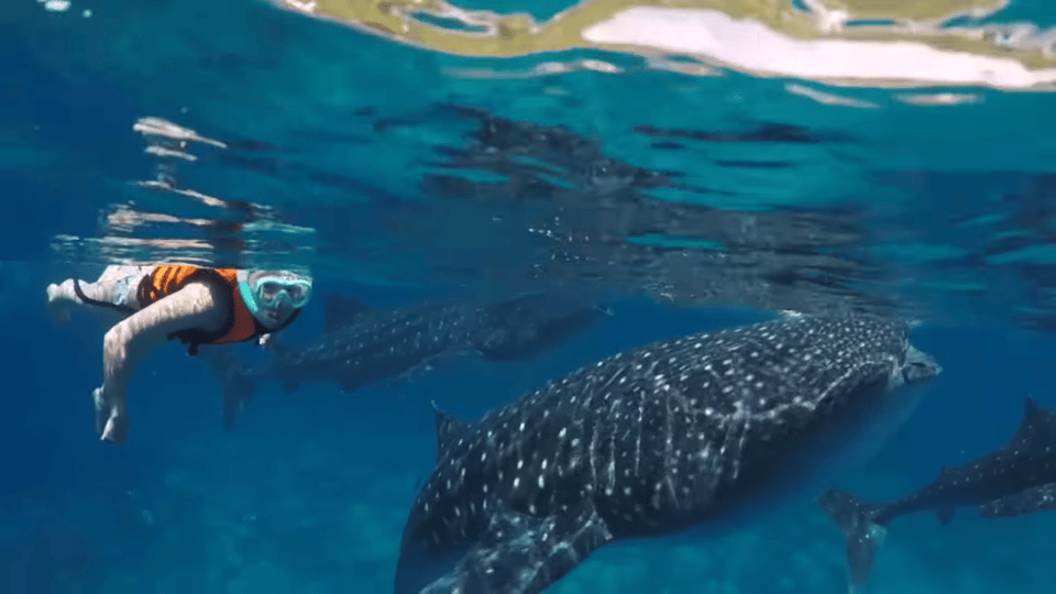 Cebu: Oslob Whale Shark Encounter & Canyoneering Adventure - Cancellation Policy