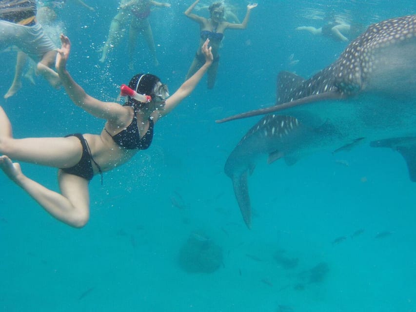 Cebu: Oslob Whale Shark Swimming Experience - Frequently Asked Questions