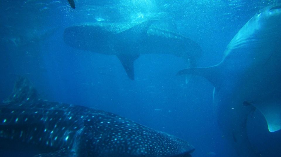 Cebu: Oslob Whale Sharks, Waterfall & Sardine Snorkeling - Included Amenities