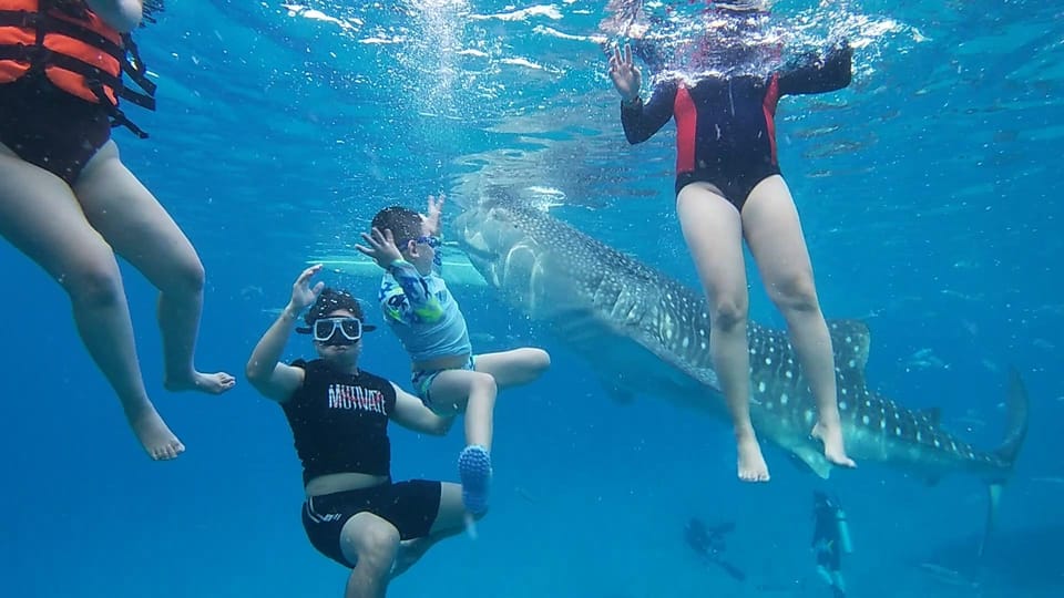 Cebu; Oslob Whaleshark Watching Day Tour - Cancellation and Booking