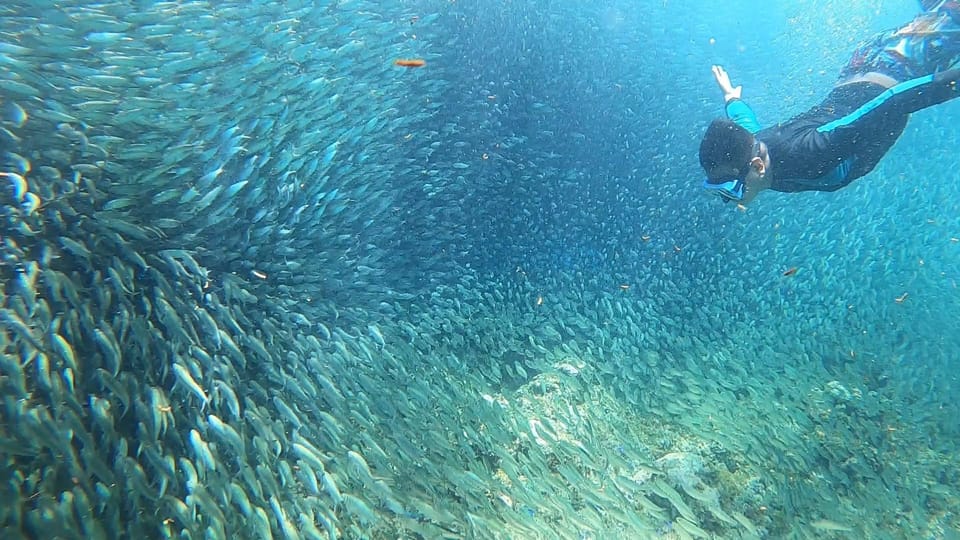 Cebu: Pescador Island, Sardines Run and Kawasan Canyoneering - Live Tour Guide and Itinerary Changes