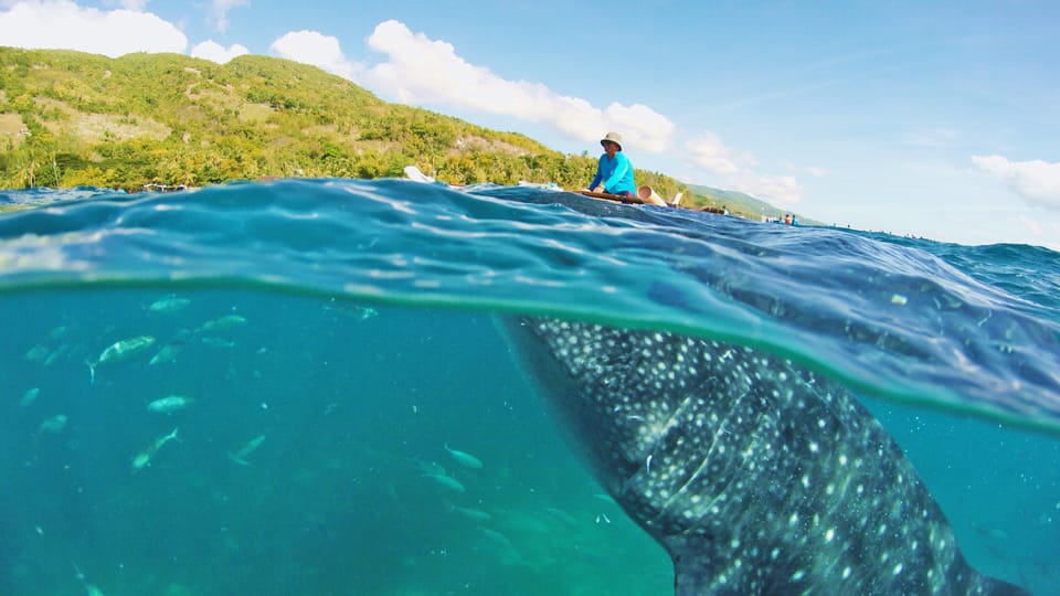 Cebu Pick-up: Whale Shark Encounter and Kawasan Canyoneering - Frequently Asked Questions