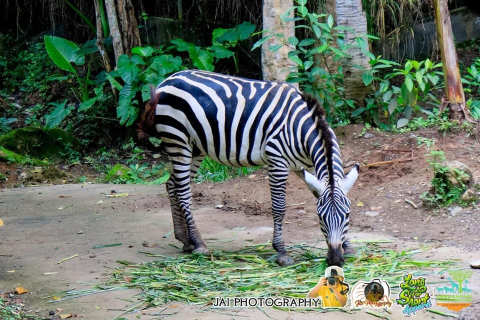 Cebu Safari Adventure - Booking and Cancellation Policy