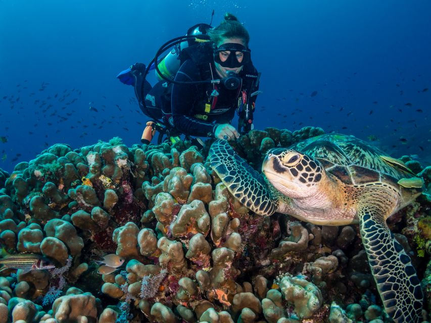 Cebu: Scuba Diving With Sardines and Pescador Island Snorkel - Diving With Sardines