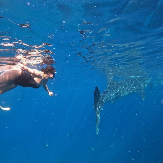 Cebu Swim With Whaleshark & Sumilon Island - Roundtrip Transportation