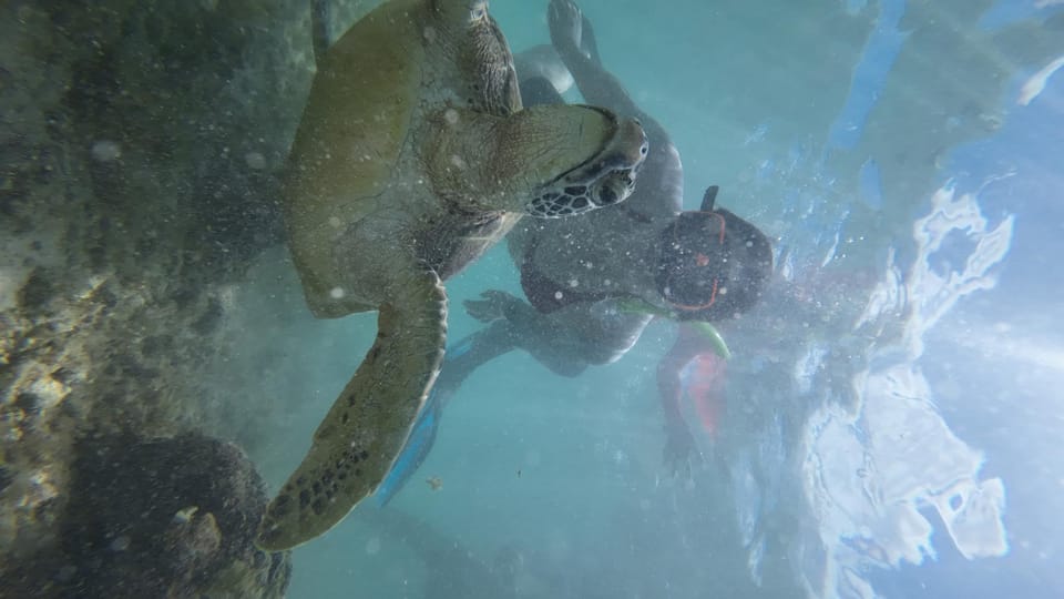 Cebu: Whale Shark & Moalboal Island Hoping - Additional Attraction: Aguinid Falls