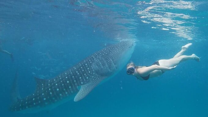 Cebu: Whaleshark Encounter, Tumalog Falls, & Monkey Viewing - Inclusions and Options