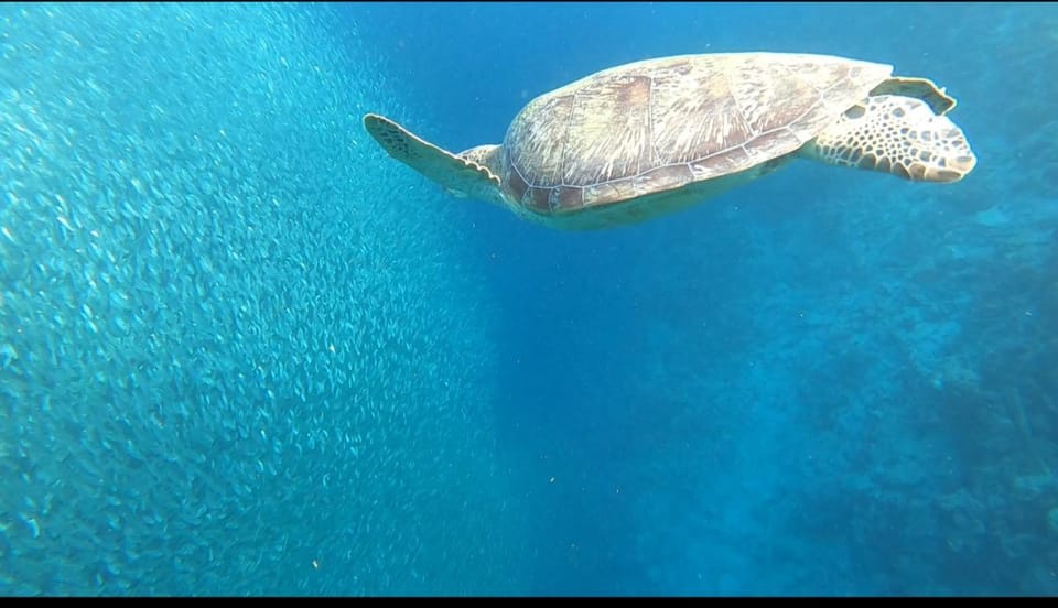 Cebu: Whaleshark, Sumilon Island & Sardines Run Snorkel - Inclusions and Equipment