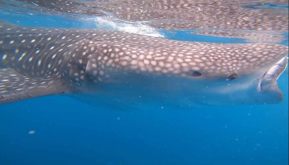 CEBU: Whaleshark Watching + Sumilon Sand Bar + Tumalog Falls - Whale Shark Watching