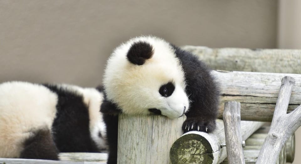 Chengdu: Dujiangyan Panda Base Volunteering Day Trip - Booking and Cancellation