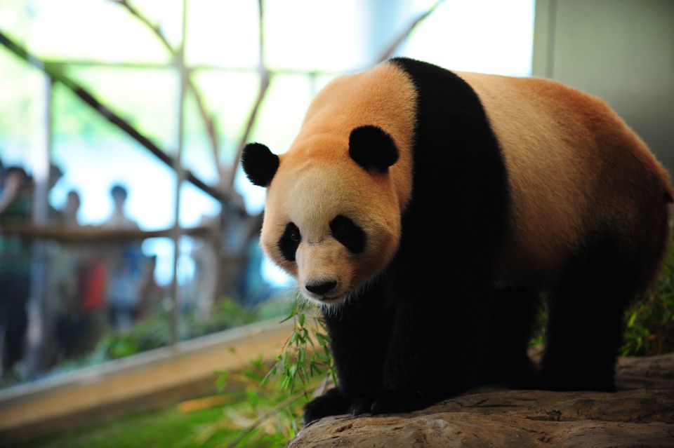 Chengdu: Private Full-Day Panda, City, Museum, & Park Tour - Chengdu Renmin Park