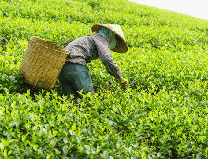 Chiang Mai: Chiang Rai & Doi Mae Salong Tea Plantation Tour - Exploring the White Temple