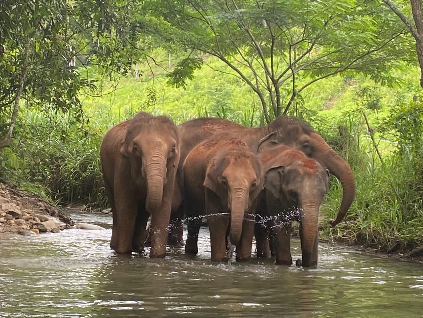 Chiang Mai: Elephant Dream Project Sanctuary - Half-Day - Customer Reviews