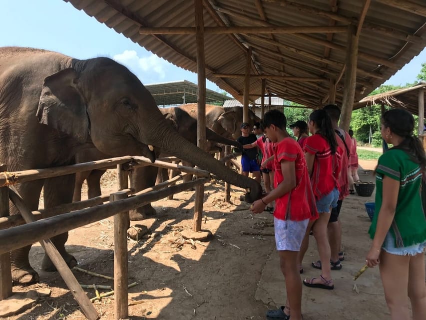 Chiang Mai: Elephant Feeding Experience, Hand Feed Elephants - Elephant Feeding and Interaction