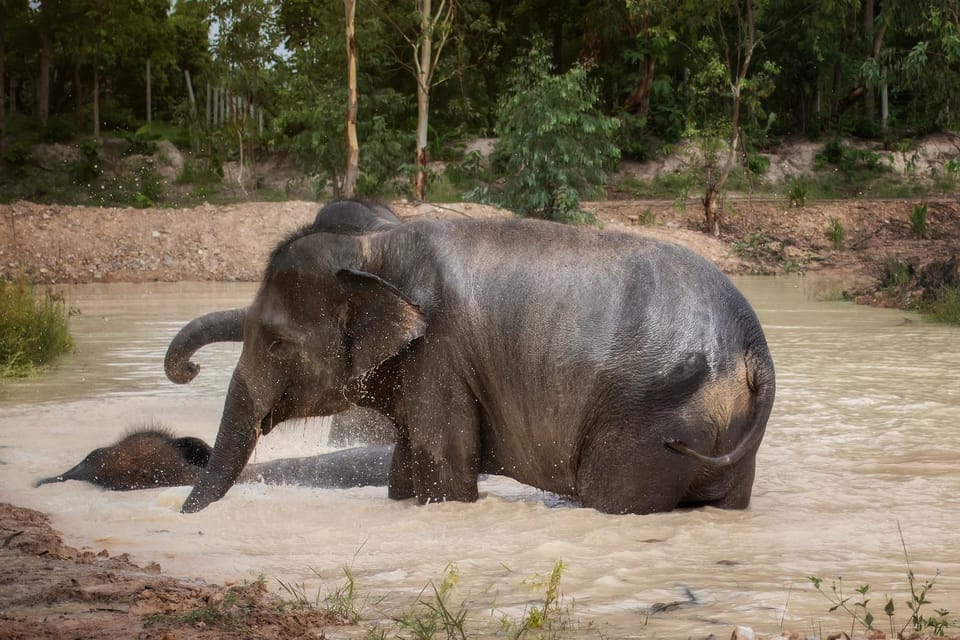 Chiang Mai: Ethical Elephant Encounter Feeding Program - Customer Feedback Overview